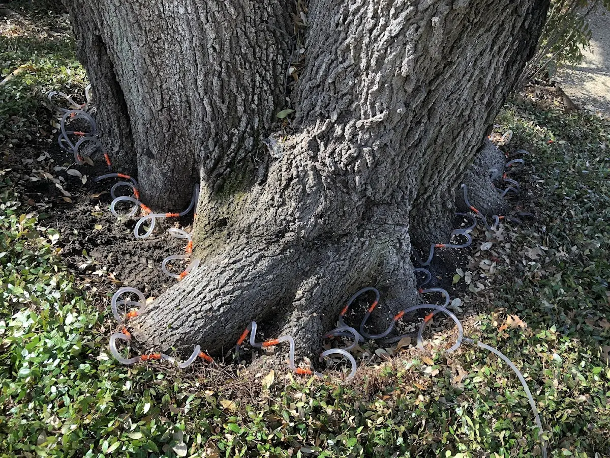 Detailed Tree Cabling and Bracing job site in Florida
