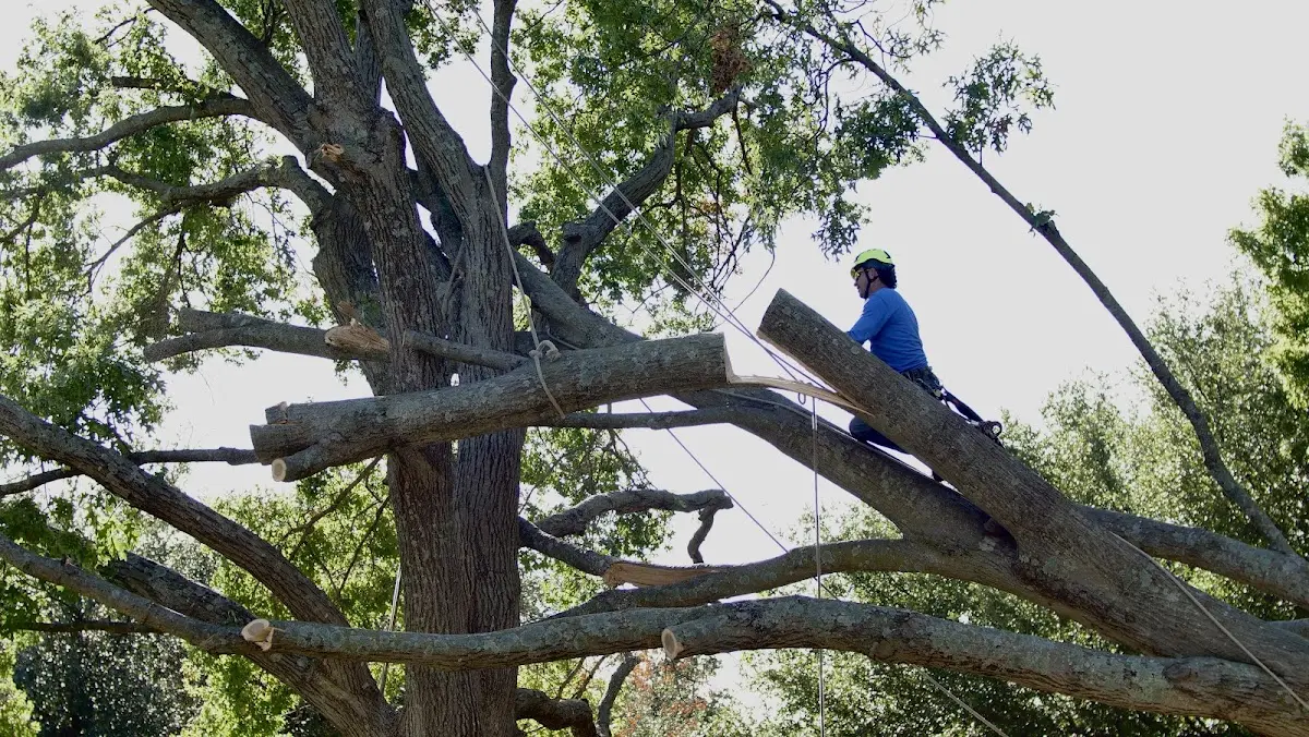 Professional Hazardous Tree Removal performed by certified arborists in Florida